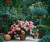 Geranium, Chrysanthemum and Rose