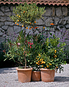 Nerium Oleander, Citrus X mitis, Tithonia