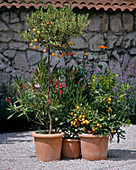 Nerium oleander, Citrus X mitis, Tithonia