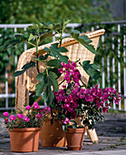 Ficus carica, Bougainvillea, Mesembryanthemum