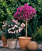 Bougainvillea glabra, Nerium oleander