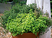 Origanum and thyme