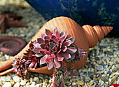 Clay shell planted with succulents