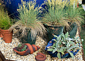 Grasses In Pots, Festuca Glauca Syn. Cinerea