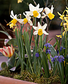 Narcissus cyclamineus 'Jack Snipe'