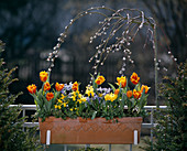 Tulipa , Narcissus 'Tete a Tete', Crocus vernus