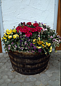 Barrel with pansies (Viola wittrockiana)