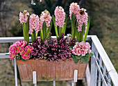 Hyacinthus orientalis, Primula acaulis