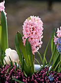 Hyacinthus orientalis