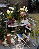 Daffodils, hyacinths, Primula acaulis, Buxus