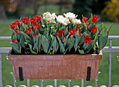 Terracotta box with tulips overwintered
