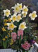 Shallow narcissus, Narcissus 'Tete A Tete'