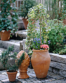 Amphora with ivy stems, Primula
