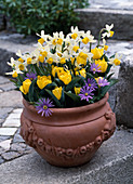 Narcissus 'Jack Snipe', Tulipa