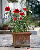 Terracotta with Papaver rhoeas