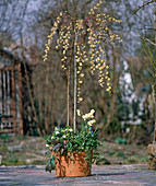 Spring terrace with Salix caprea