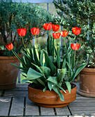 Tulips in a bowl