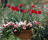 Planting a box with Tulipa (tulips) and Viola (9/9)