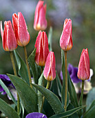 Tulipa Kaufmanniana hybrid 'Johann Strauss'