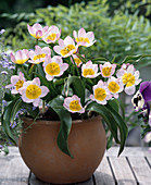 Tulipa bakeri 'Lilac Wonder' (Tulip)