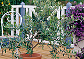 Olea europaea