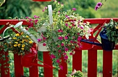 Planted watering cans with Petunia 'Million Bells'