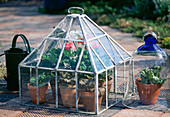 Mini greenhouse with geraniums and lettuce