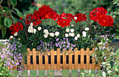 Pelargonium zonale hybr. (geranium)