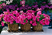 Impatiens walleriana hybr