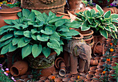 Hosta Hybrids