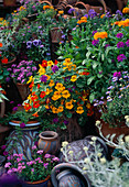 Nasturtium, verbena, calendula