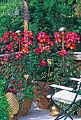 Roses 'Cherry Meidiland', Taxus (yew), Boxwood