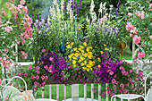 Salvia 'Porcelaine', Verbena Tenera 'Tapien',