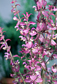 Salvia Sclarea