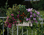 Petunia hybrid