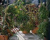 Kletterpflanzenbalkon: Solanum jasminoides