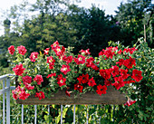 Petunia Hybriden, gefüllt und ungefüllt (Petunien) in Holzkasten