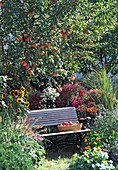 Autumn garden with Malus 'James Grieve' (apple tree)