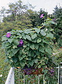 Ipomoea Hybride