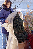 Protect conifers with fleece from winter sun - Picea pungens 'Conica'