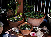 Wassergarten auf dem Balkon mit Pistia stratiotes, (Wassersalat)