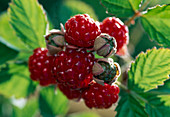 Rubus-Hybr. phoenicolasius 'Dorman Red'