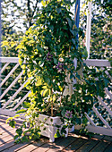 Passiflora - Hybr: 'Empress Eugenie'