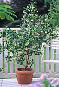 Trachelospermum jasminoides