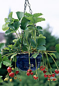 Erdbeere 'Elsanta' (Fragaria) trägt suesse, aromatische Früchte