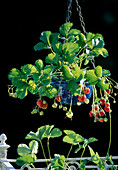 Erdbeere 'Elsanta' (Fragaria) trägt suesse, aromatische Früchte