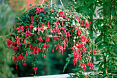 Fuchsia hybr. as hanging basket
