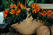 Capsicum annuum (ornamental pepper in clay bowl with handle)