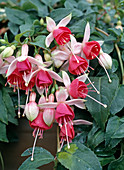 Fuchsia 'Ostfriesland'