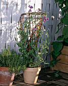 Funnel-shaped trellis of willow rod with Lathyrus 3